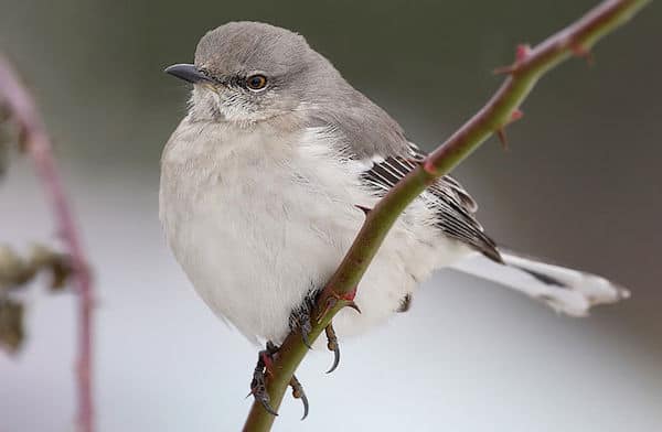 Northern Mockingbird (Photo: Creative Commons)