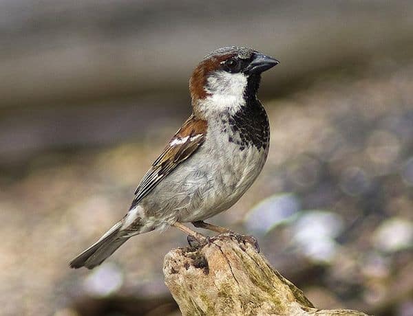 House Sparrow (Photo: Creative Commons)