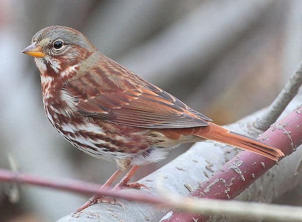 What does the fox sparrow say?