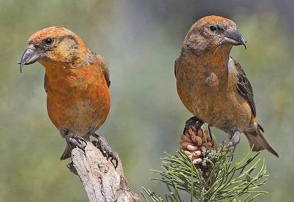 North Carolina winter birds include crossbills and other species. (Photo: Creative Commons)