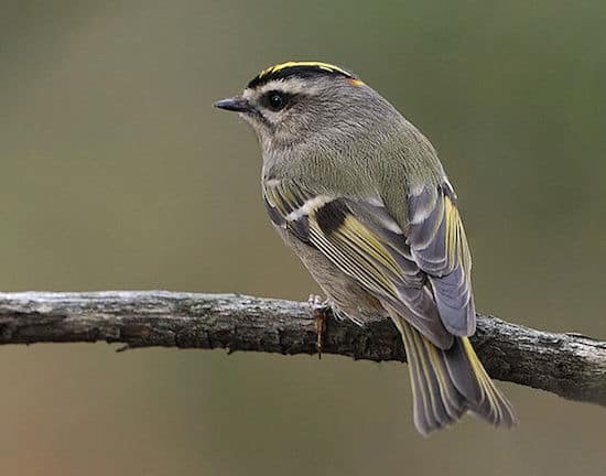 Golden-crowned Kinglet (Photo: Wikimedia Creative Commons)