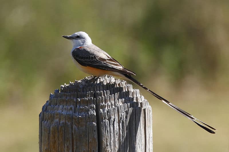 Scissor-tailed Flycatcher (Photo: Creative Commons)