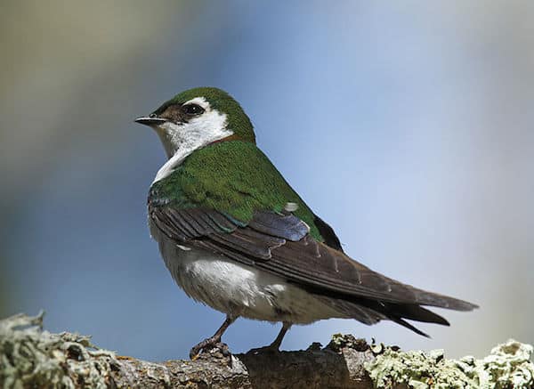 Violet-green Swallow (Photo: Alan Vernon / Creative Commons)