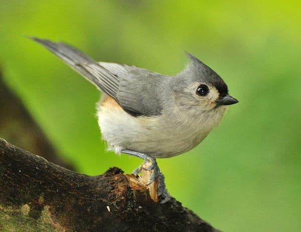 Tufted Titmouse (Photo: Creative Commons)