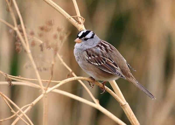 White-crowned Sparrow (Photo: Tim/Wikimedia Creative Commons)