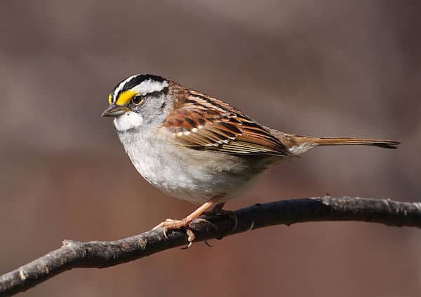 The white-throated sparrow is one of many Kentucky birds you'll find in winter. (Photo: Wikimedia Commons)