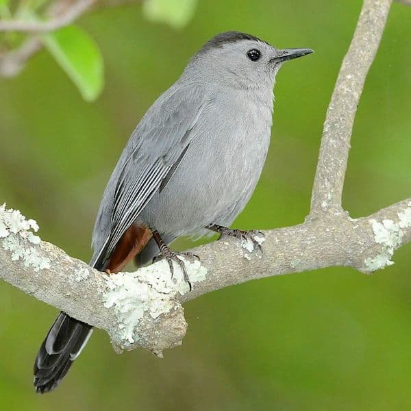 An adult gray catbird perches on a branch.