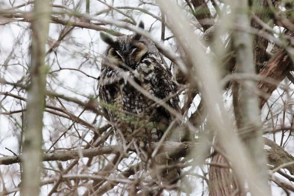 Long-eared Owl (Photo: Kyle Carlsen)