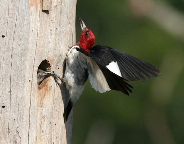 Red-headed Woodpecker at nest site (Photo: Bill Thompson, III)