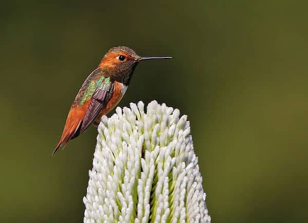 Allen's Hummingbird (Photo: Creative Commons)
