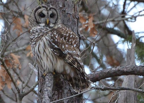 Barred Owl (Photo: Creative Commons)
