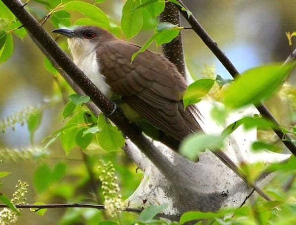 A black-billed cuckoo perches on a branch.
