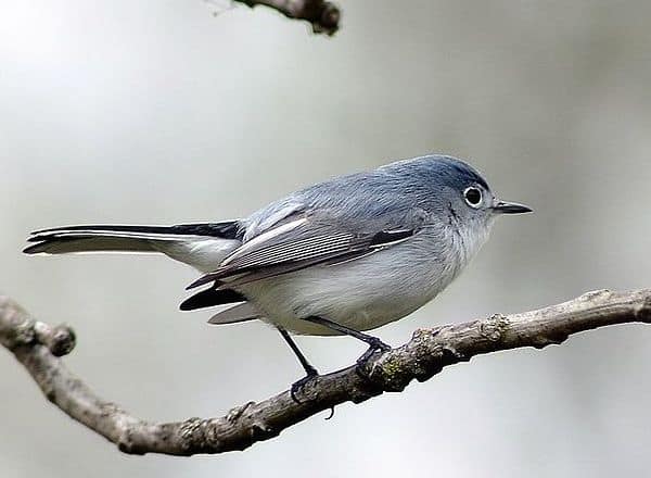Blue-gray Gnatcatcher (Photo: Creative Commons)