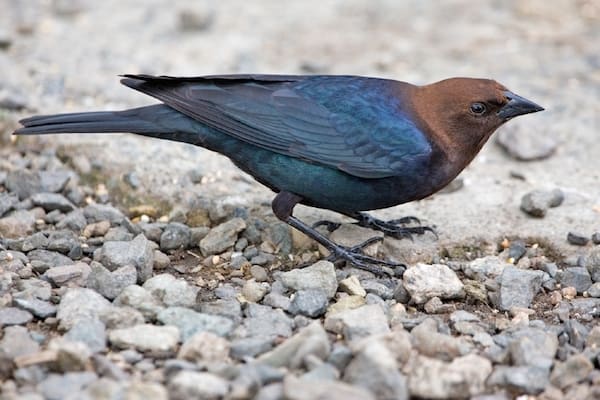 A brown-headed cowbird stands on gray gravel.