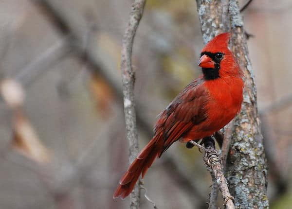 Northern Cardinal (Photo: Creative Commons)