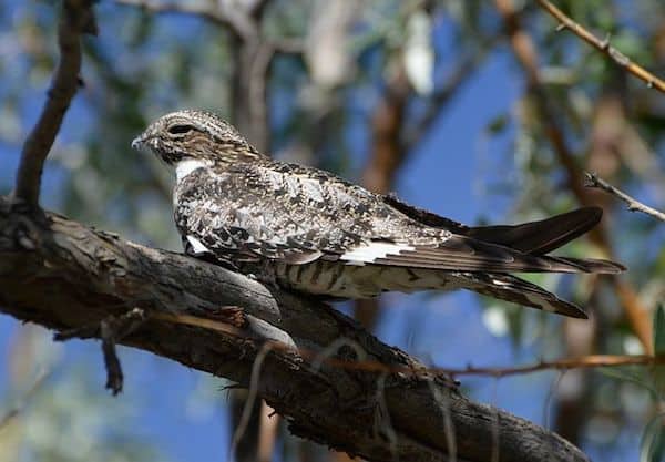 An adult common nighthawk sits in a tree.