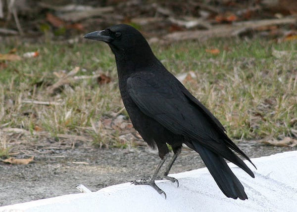 Fish Crow (Photo: Creative Commons)
