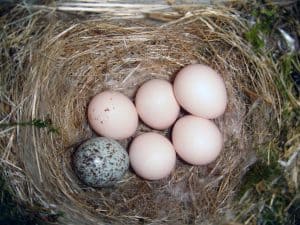 Brown-headed cowbird egg in an eastern phoebe's nest. Photo by Galawebdesign / Wikimedia.