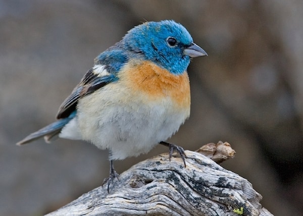 Lazuli Bunting (Photo: Creative Commons)