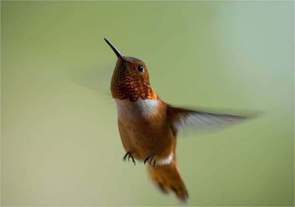 Rufous Hummingbird (Photo: USFWS)