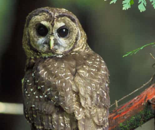 Spotted Owl (Photo: USFWS)