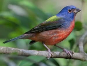 Painted Bunting (Photo: Creative Commons)