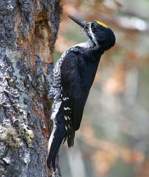 Black-backed Woodpecker (Photo: USFWS)