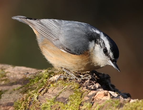 Red-breasted Nuthatch (Photo: Wikimedia)