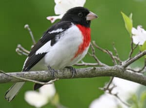 Rose-breasted Grosbeak (Photo: John Harrison/Creative Commons)