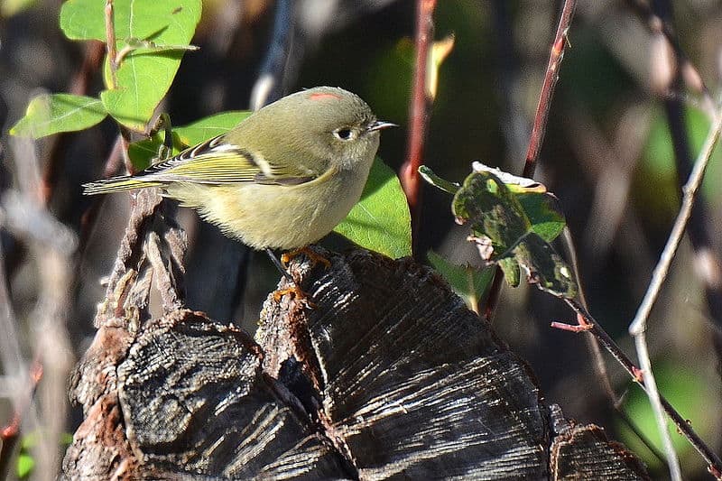 Ruby-crowned Kinglet (Photo: Creative Commons)