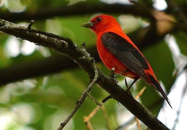 Scarlet Tanager (Photo: Creative Commons)