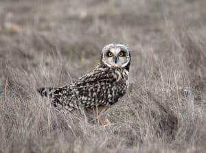 Short-eared Owl (Photo: USFWS)