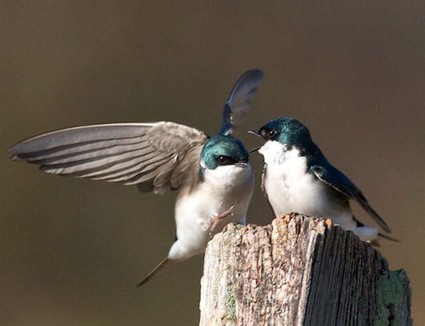 Tree Swallows (Photo: Bill Thompson, III)
