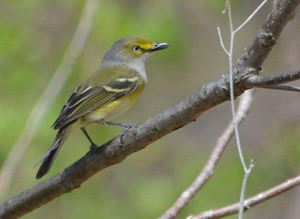 White-eyed Vireo (Photo: Andy Reago and Chrissy McClarren/Creative Commons)