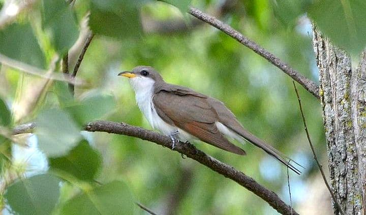 An adult yellow-billed cuckoo perched on a tree branch.