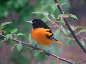 Male Baltimore oriole photo Sandy Kanerva