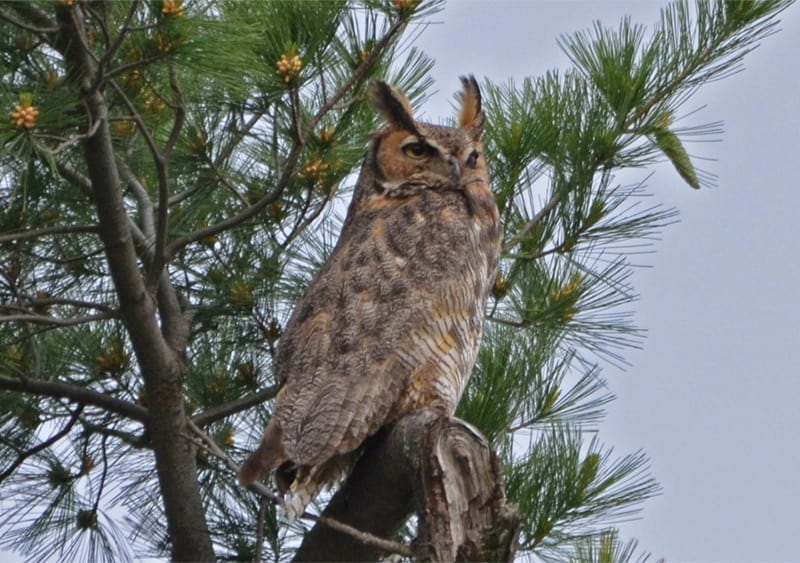 The great horned owl is one of many Minnesota winter birds that birders seek. Photo by Andy Reago and Chrissy McClarren / Wikimedia Commons