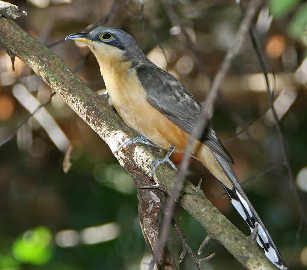 Mangrove cuckoo, photo by birdphotos.com / wikimedia