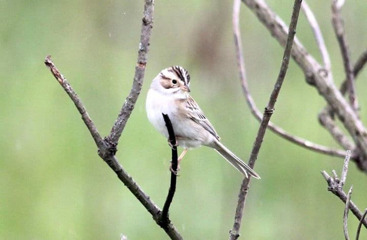 Clay-colored Sparrow by Kyle Carlsen