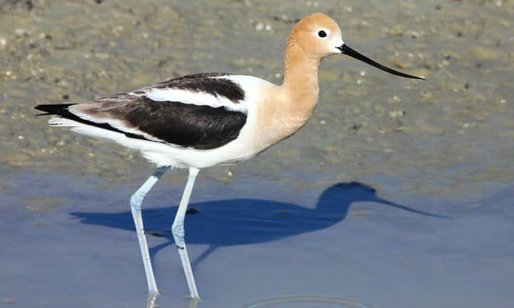 Lousiana birding in winter? You may spot an American avocet. Photo by Kyle Carlsen