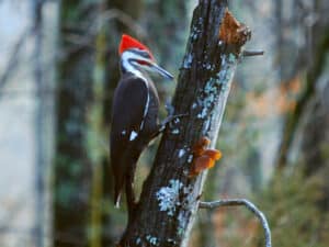 Pileated woodpecker by Annie Howard. 