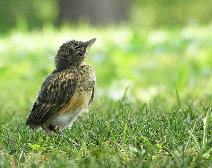 How to Help an Orphaned Baby Bird