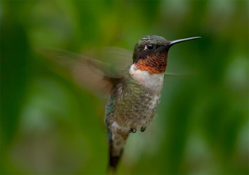 Ruby-throated hummingbird by Bret Goddard.
