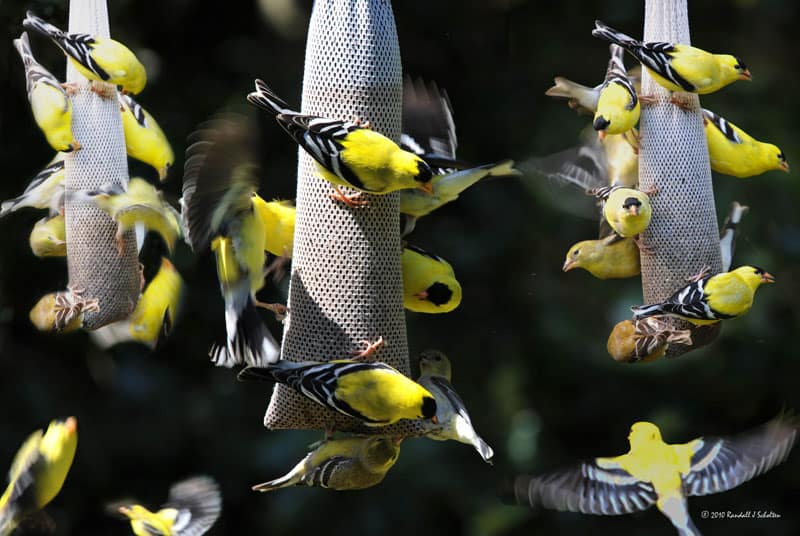 American goldfinches flock at backyard thistle feeders. Photo by Randall Sholten.