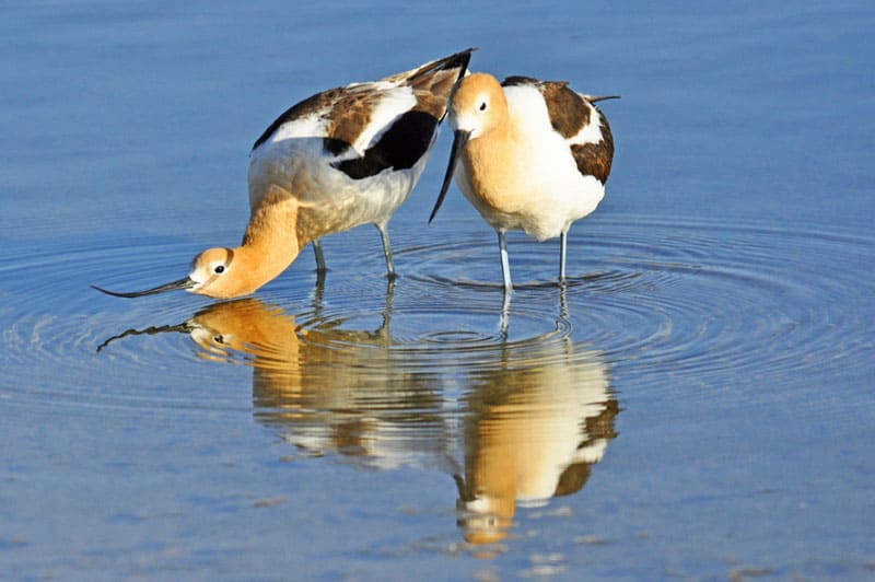 American avocets are a highlight of Florida birding in winter. Photo by Dale Southern