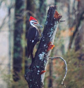 Pileated woodpecker by Annie Howard.