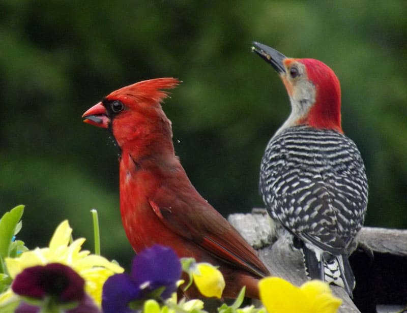 Northern Cardinal and Red-bellied Woodpecker