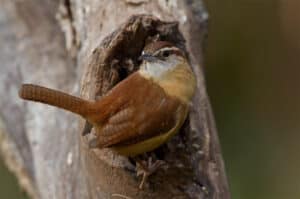 Carolina wren. Photo by Bret Goddard.