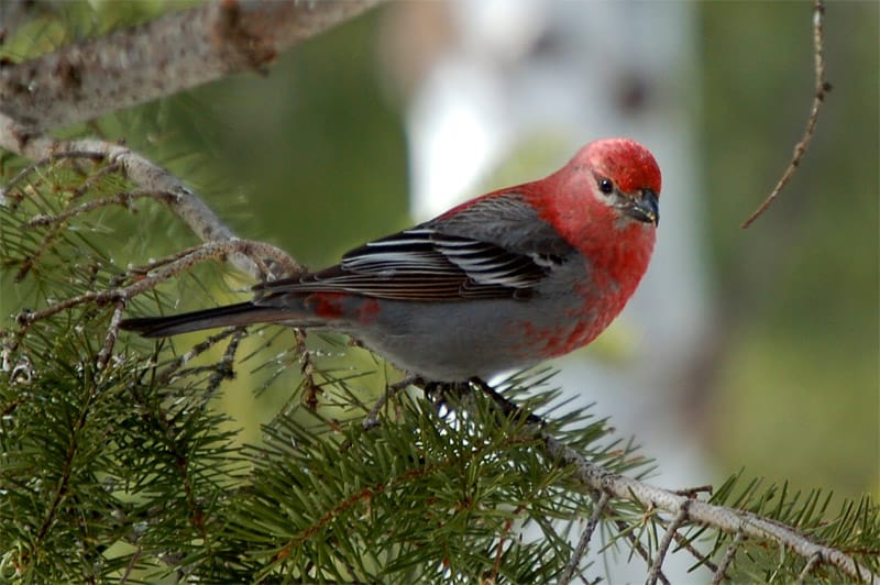 A pine grosbeak waits for its turn to visit a busy feeder. Photo by Jerry Singleton.