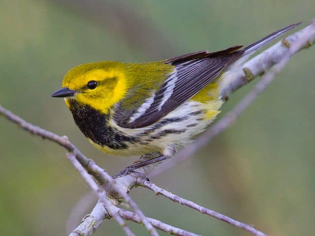 Black-throated Green Warbler (Photo: Wikimedia Commons)